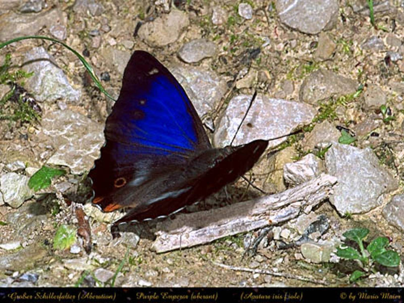 Apatura iris (aberrant  f. iole, live) (Internet Image property of respective owner, non-commercial use only)